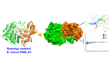 Homology Modeling, Molecular Docking, and Molecular  Dynamic Simulation of the Binding Mode  of PA-1 and Botrytis cinerea PDHc-E1 2011-3335